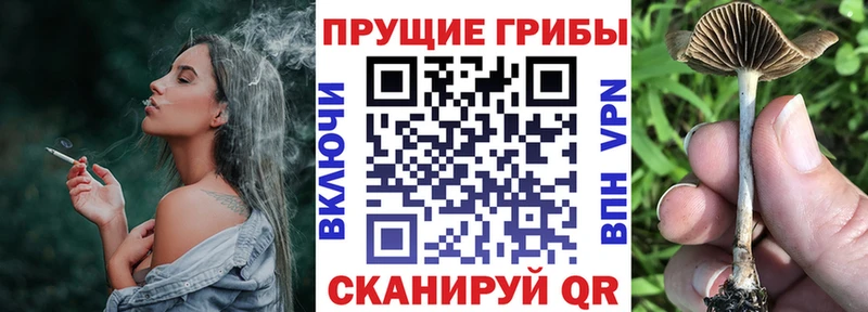кракен зеркало  Афипский  Галлюциногенные грибы GOLDEN TEACHER 